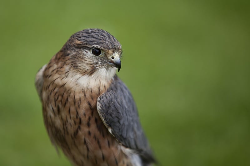 Merlin's Unions